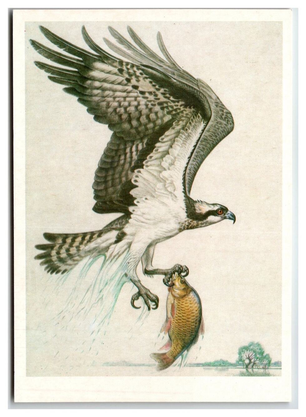 Vintage 1984 Osprey Fish Hawk Wildlife Art Postcard V. Gorbatov USSR